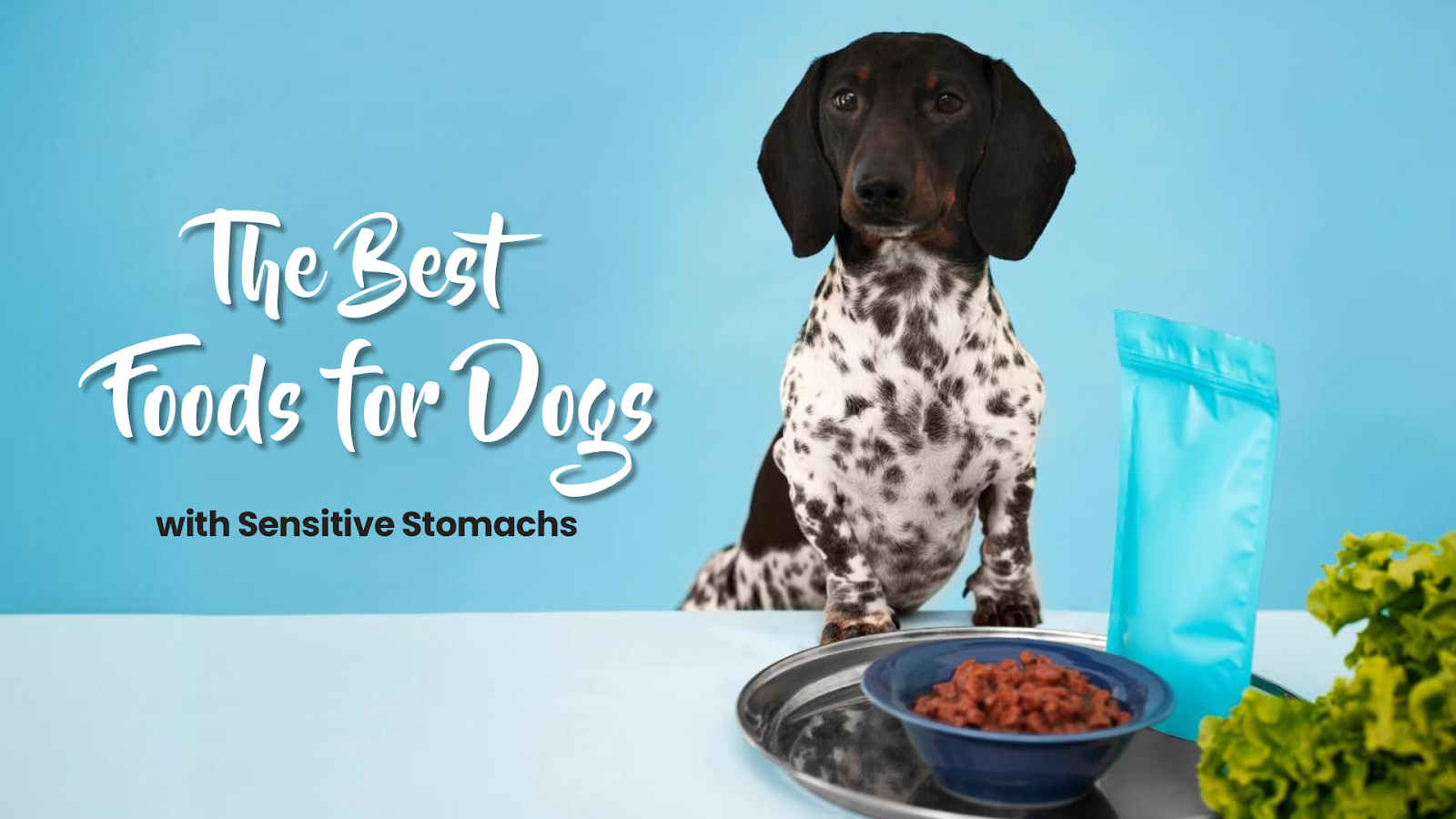 The Best Foods for Dogs with Sensitive Stomachs PawzNDogz