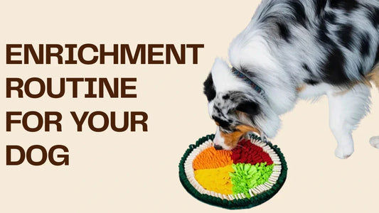 Enrichment Routine for Your Dog