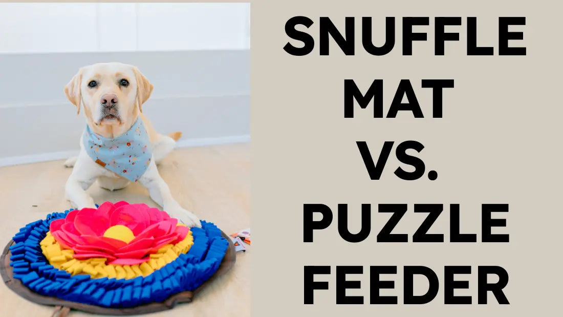Snuffle Mat vs. Puzzle Feeder