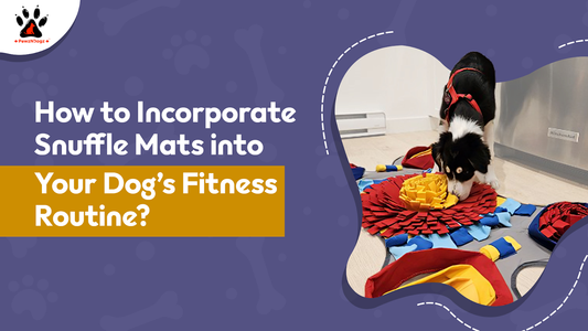 How to Incorporate Snuffle Mats into Your Dog’s Fitness Routine?