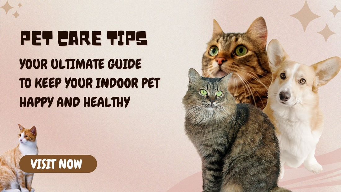 The Ultimate Cat Enrichment Guide: How to Keep Your Indoor Cat Happy, Active, and Engaged?