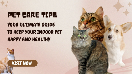 The Ultimate Cat Enrichment Guide: How to Keep Your Indoor Cat Happy, Active, and Engaged?