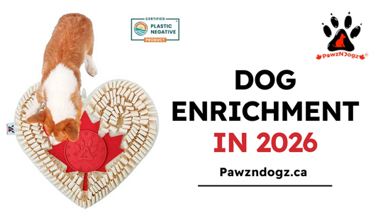 The Complete Beginner's Guide to Dog Enrichment in 2026
