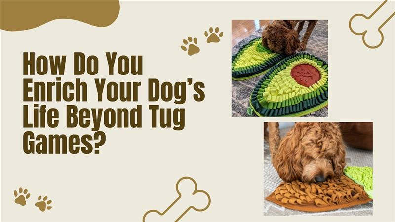 Mental Enrichment for Dogs: Meaningful Activities Beyond Tug Toys