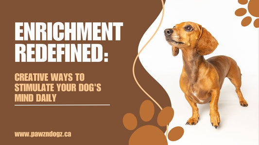 Enrichment Redefined: Creative Ways to Stimulate Your Dog's Mind Daily