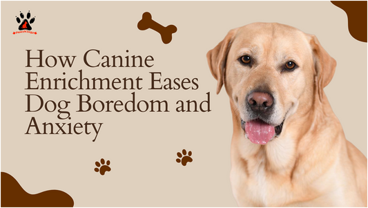 The Role of Canine Enrichment in Reducing Boredom and Anxiety in Dogs