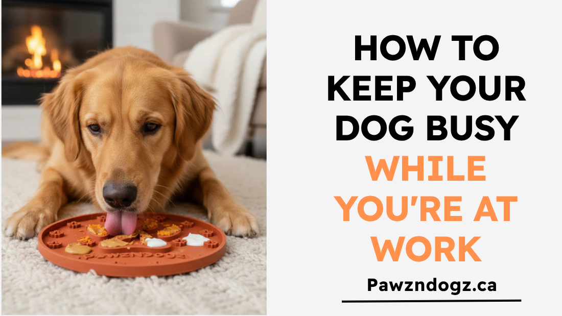 How to Keep Your Dog Busy While You're at Work