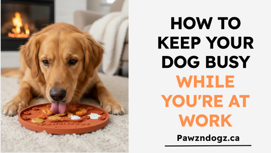 How to Keep Your Dog Busy While You're at Work
