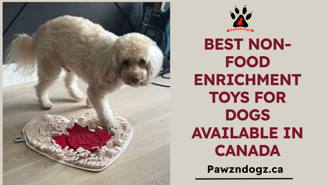 Best Non-Food Enrichment Toys for Dogs Available in Canada