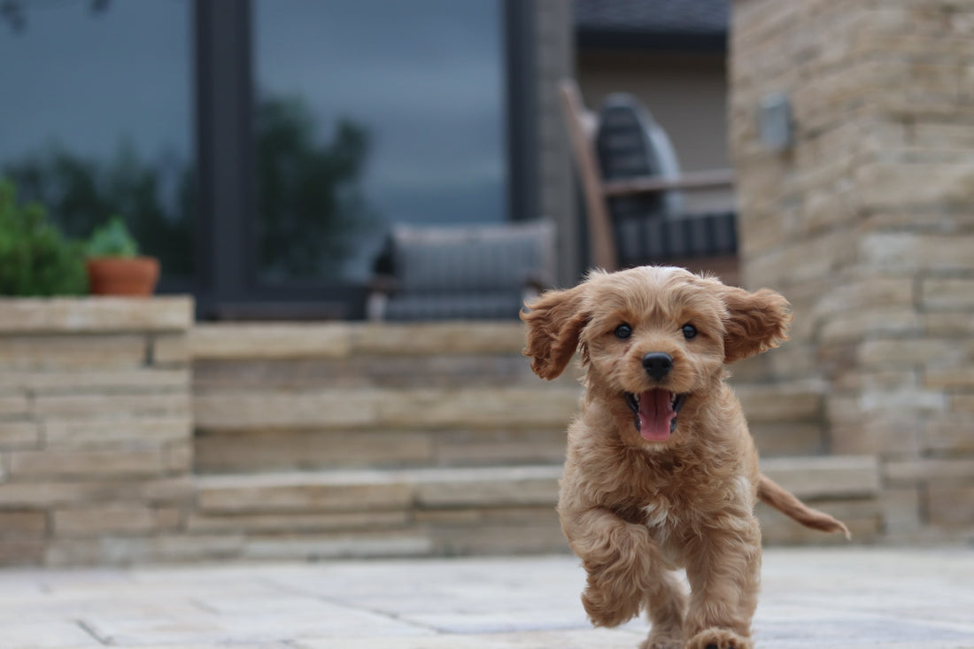Puppy Parenting 101: Essential Tips for New Dog Owners