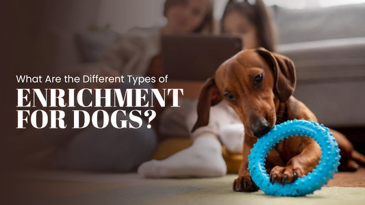 Different Types of Enrichment for Dogs