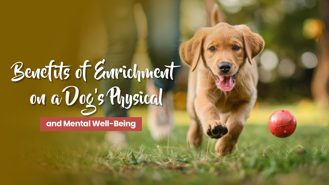 Benefits of Enrichment on a Dog’s Physical and Mental Well-Being