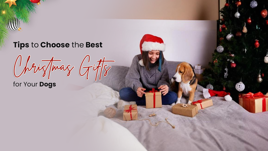 Tips to Choose the Best Christmas Gifts for Your Dogs