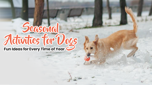 Seasonal Activities for Dogs