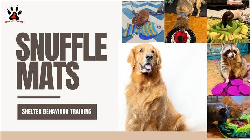 The Role of Snuffle Mats in Behaviour Rehabilitation for Rescue and Shelter Pets