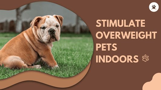 How Snuffle Mats Help Overweight Pets Stay Active Indoors?