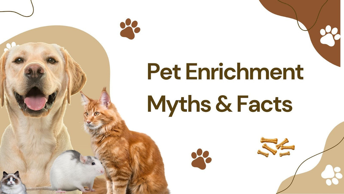 Enrichment Myths & Facts: What Experts Actually Recommend