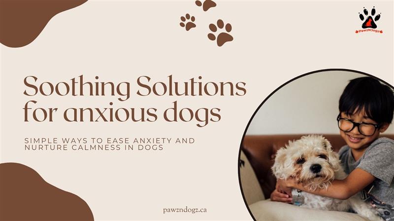 What Are the Best Calming Enrichment Tools for Anxious Dogs?