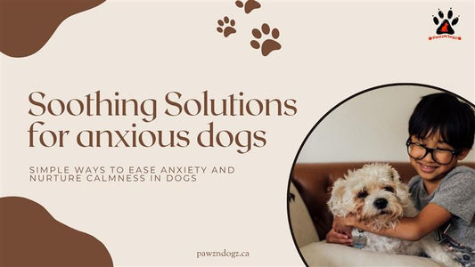 What Are the Best Calming Enrichment Tools for Anxious Dogs?