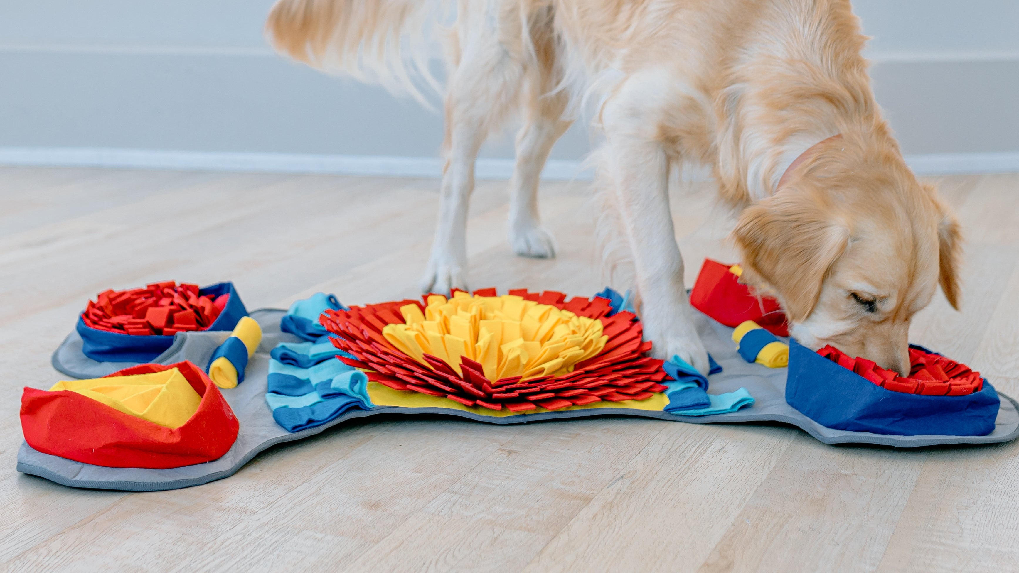 A golden retriever dog is actively playing with a colorful textured sensory tug toy on a light wood floor in front of a white paneled wall.