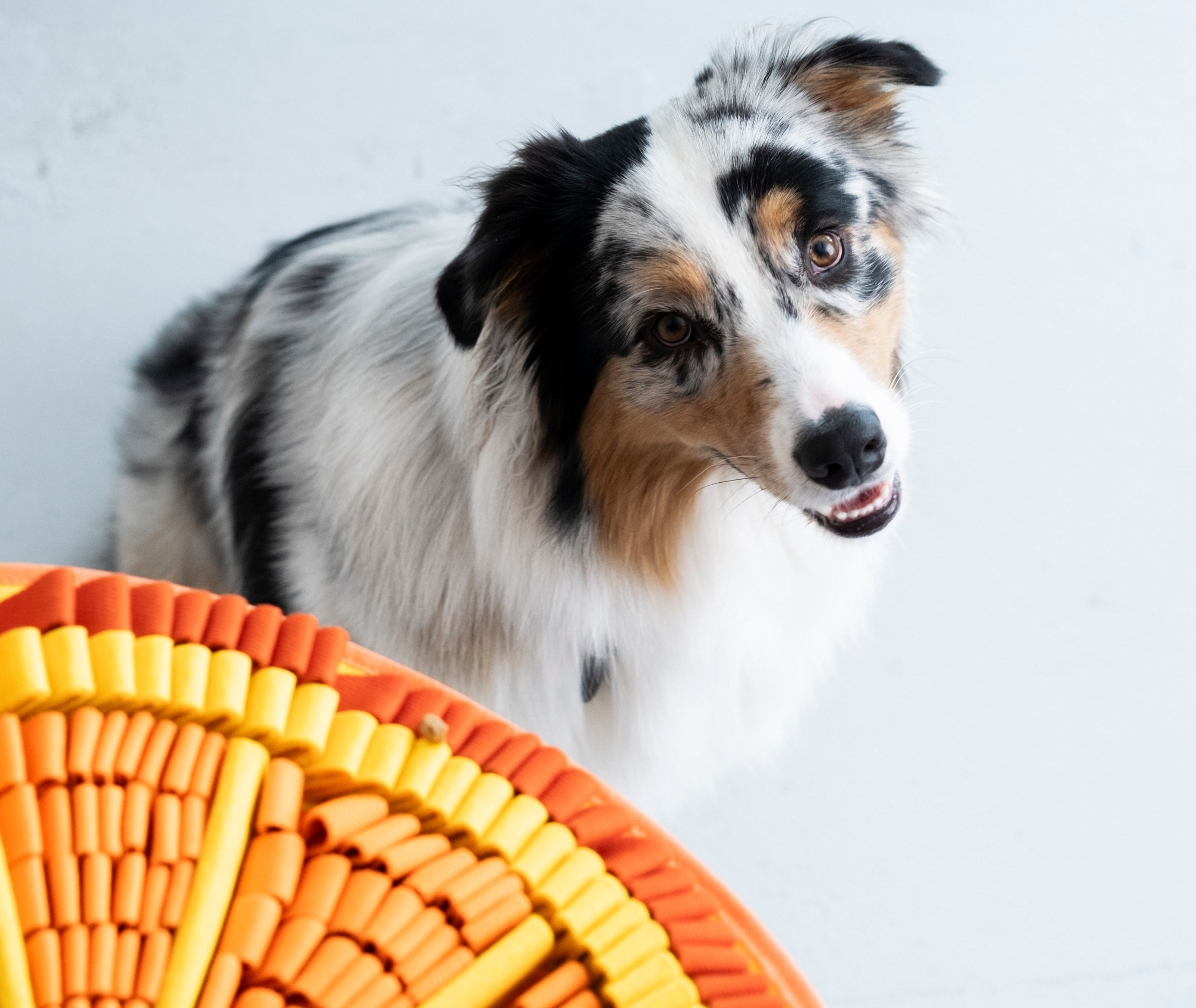 PawzNDogz Snuffle Mats